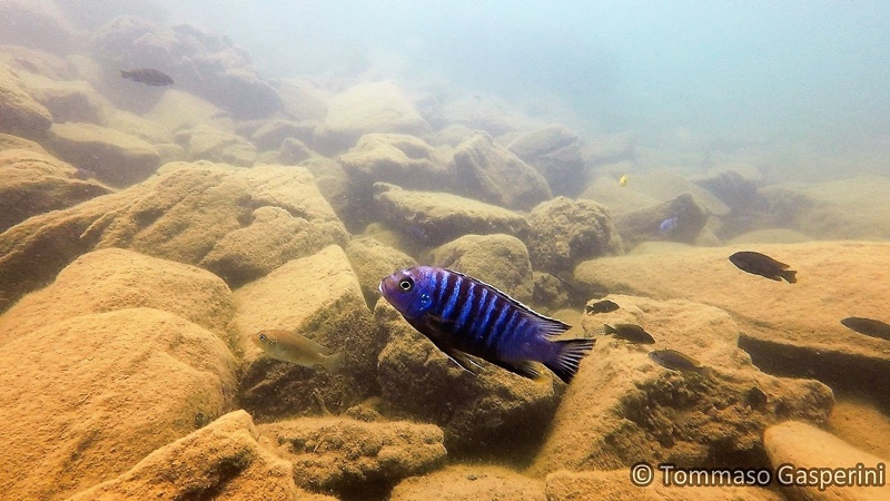 Maylandia flavifemina 'Nakantenga Island'